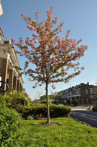 Kwanzan Cherry Tree 2009 02.jpg